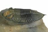 Fossil Zlichovaspis Trilobite - Orange Eye Facets #348392-1